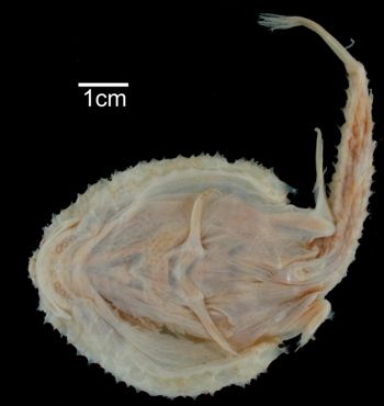 Media type: image; Ichthyology 28724